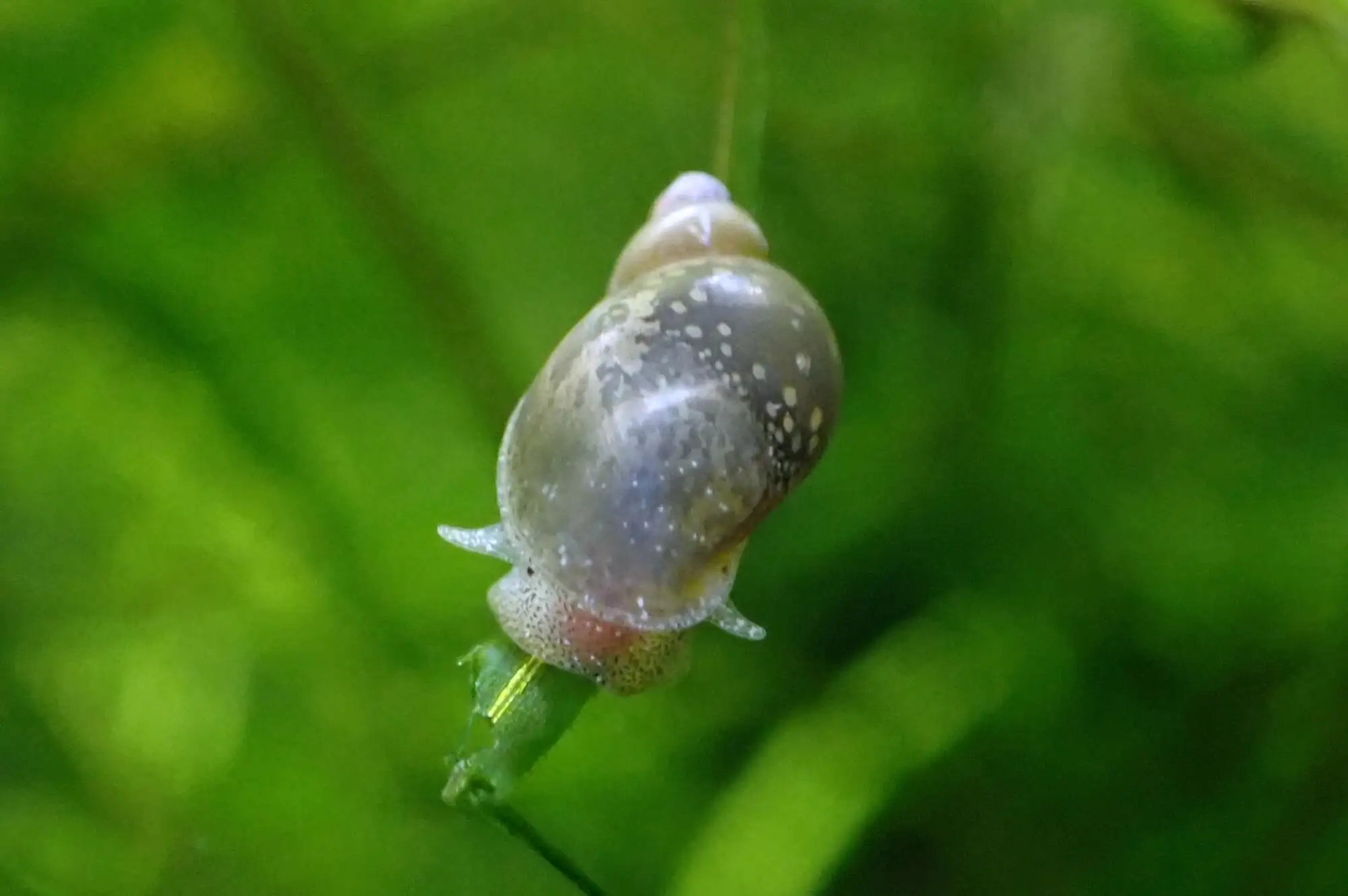 Pond Snail